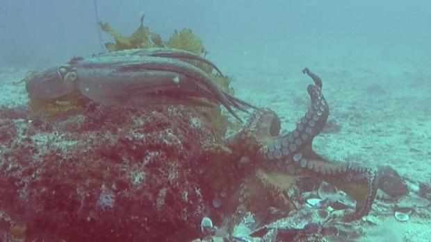 'Octlantis': Octopuses display surprising social tendencies | CBC News